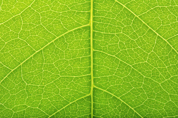 Green leaves background
