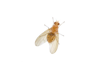 Beige fly on a white background - 88828559