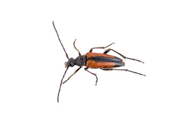Black brown bug on a white background