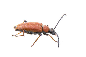 Rusty beetle on a white background