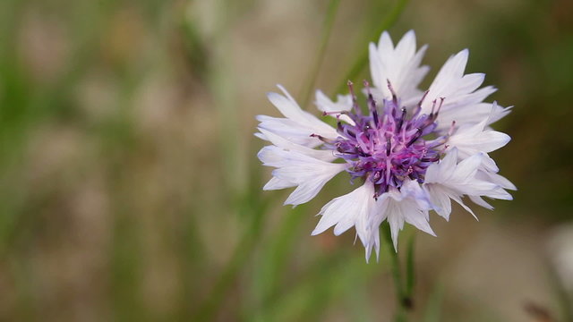 Bright pink cornflower (Centaurea cyanus) close up shot
