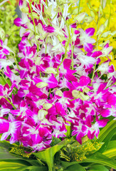 summer flowers bouquet