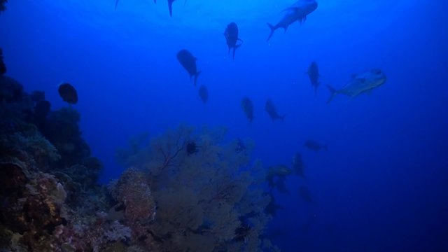 School of Giant Trevallies and Whitetip Reef Sharks on a coral reef