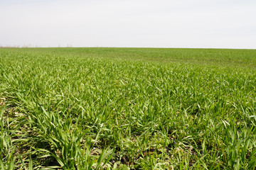 farming, field planted with green shoots