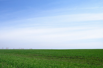 farming, field planted with green shoots