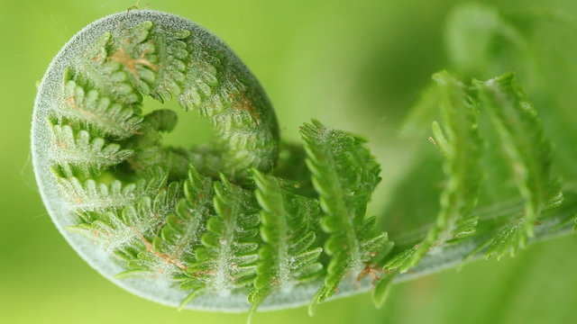 Fern leaf close up with slight wind movement