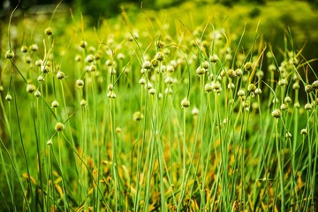 Flowering Chives