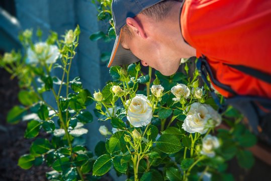 Gardener Smelling Roses