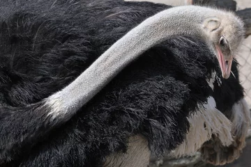 Photo sur Plexiglas Autruche Ostrich (Struthio camelus).