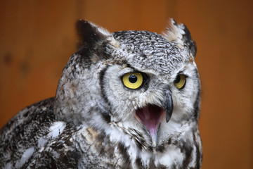 Great horned owl (Bubo virginianus).