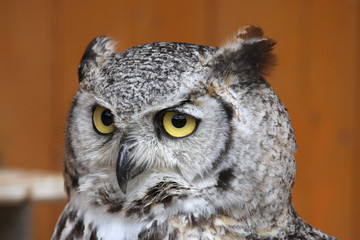 Fototapeta premium Sowa rogata (Bubo virginianus).