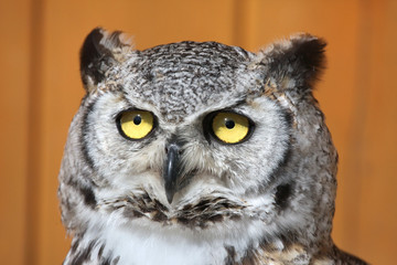 Great horned owl (Bubo virginianus).