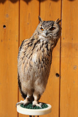 Indian eagle-owl (Bubo bengalensis).