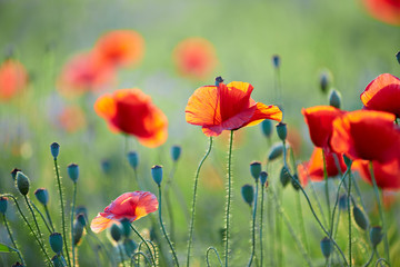 Close up of poppy flower