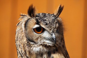 Indian eagle-owl (Bubo bengalensis).