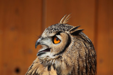 Indian eagle-owl (Bubo bengalensis).