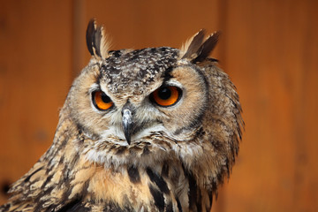 Indian eagle-owl (Bubo bengalensis).