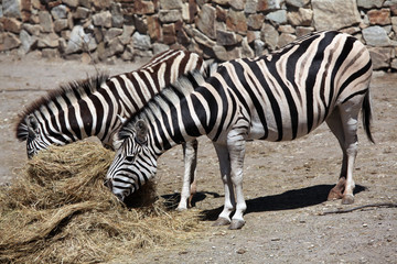 Fototapeta na wymiar Burchell's zebra (Equus quagga burchellii).