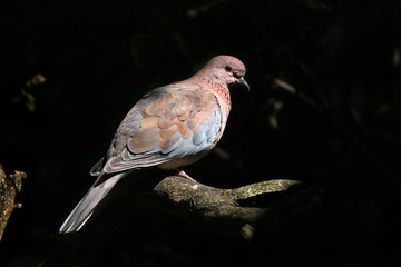 Laughing dove (Spilopelia senegalensis).