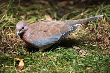 Obraz premium Laughing dove (Spilopelia senegalensis).