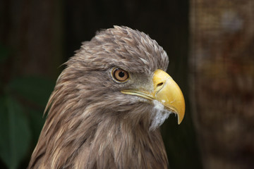 White-tailed eagle (Haliaeetus albicilla).
