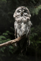 Great grey owl (Strix nebulosa).