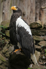 Steller's sea eagle (Haliaeetus pelagicus).