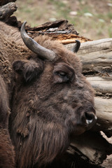 Fototapeta premium European bison (Bison bonasus).