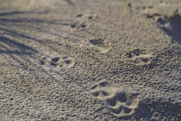 Dog Paw Prints on Sand in Dunes at De Haan, Belgian north sea coast