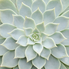 Close up van cactus textuur achtergrond