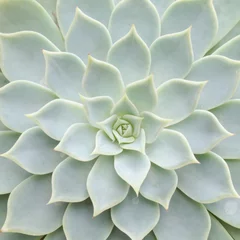 Foto op Plexiglas Cactus Close up van cactus textuur achtergrond