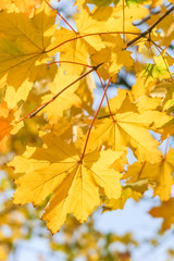 Yellow maple leaves close up, backlit