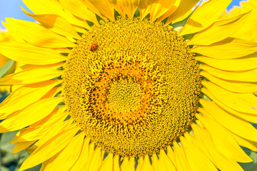 Fototapeta premium Yellow sunflower and red ladybird