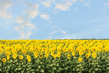 Field of sunflowers on a background of sky