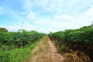 Fototapeta na wymiar Cassava green field