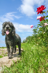 Small poodle walks in the garden