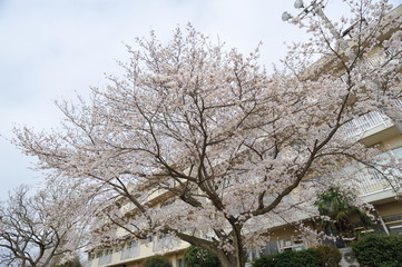 桜花爛漫