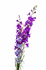 Obraz premium Wild flowers isolated