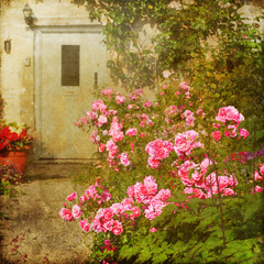 Fototapeta na wymiar nostalgisch texturiertes Bild eines Rosenstrauches in einem Vorgarten