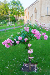 rosa Hochstammrose im Kirchhof in Bibury, England