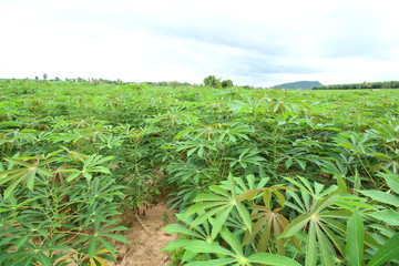 Cassava green field