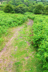 Obraz premium Landschaft in den Quantock Hills in Somerset, England