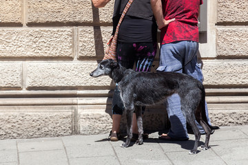 Paar mit Windhund steht an einem Geldautomaten