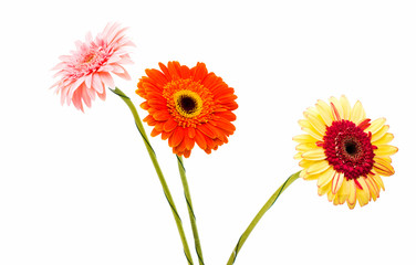 gerbera