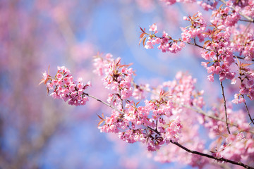 Beautiful pink cherry blossom (Sakura) flower at full bloom on b