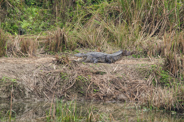 crocodile are semiaquatic and tend to congregate in freshwater h