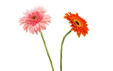 gerbera