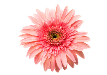 gerbera