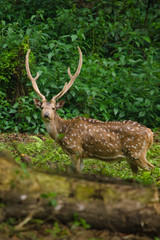 Chital is deer ,live in forest and is herbivorous