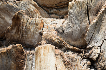 Palm Tree Bark